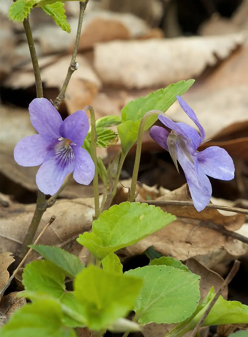 Viooltjessnoep, Madrid